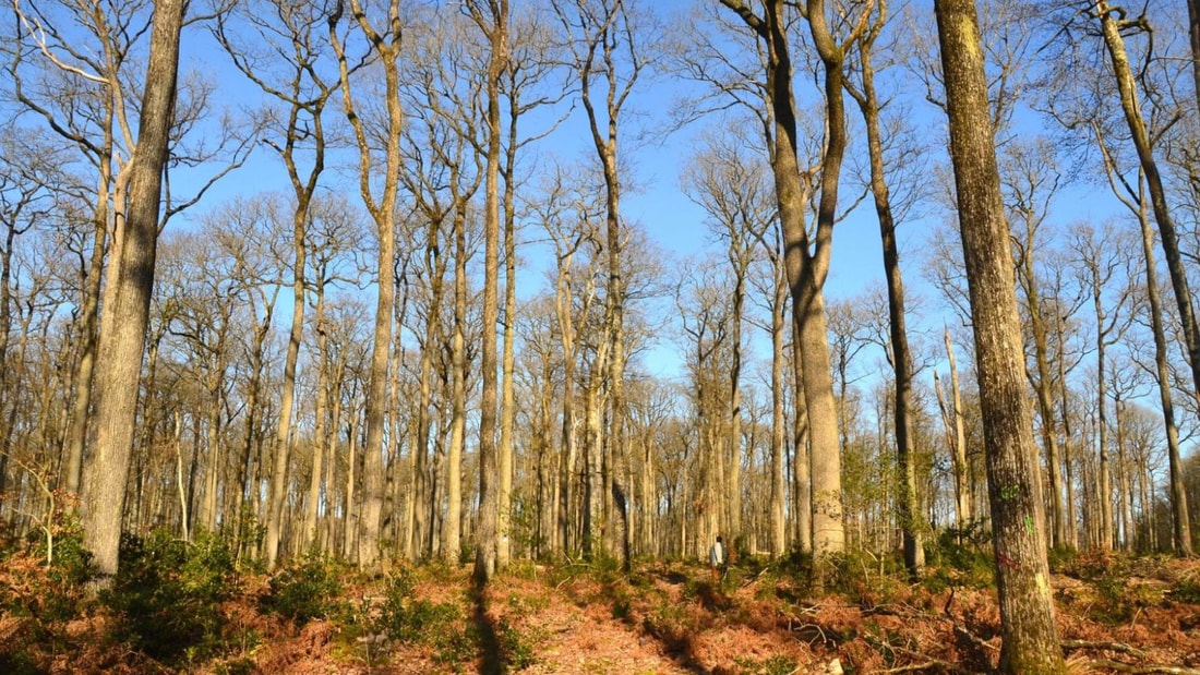 Quelle forêt recèle une biodiversité exceptionnelle, avec plus de 800 espèces végétales recensées ?