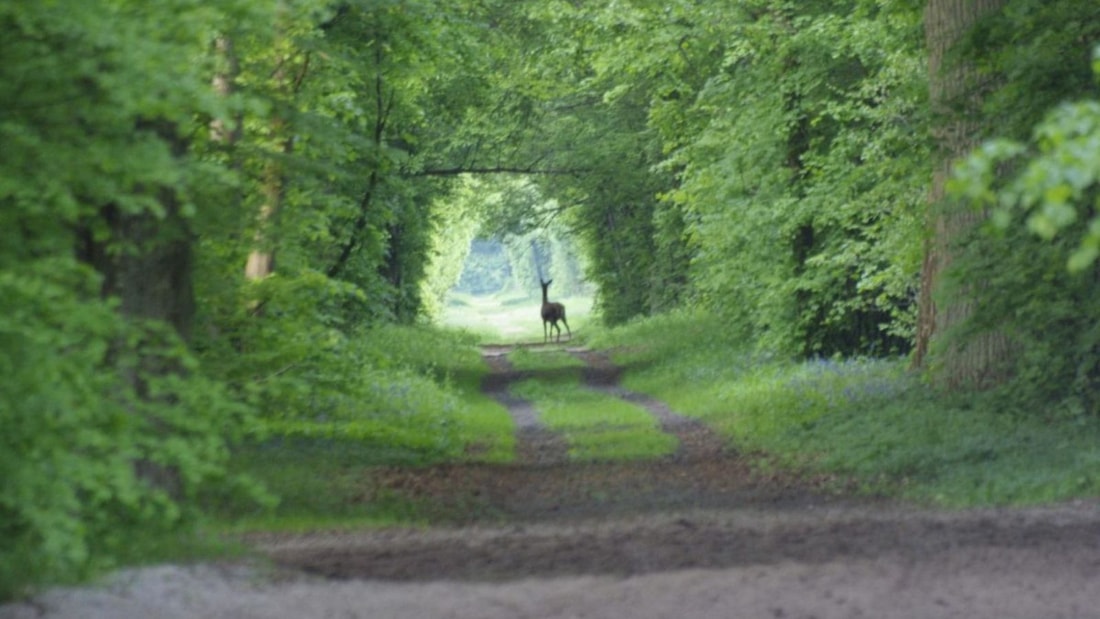 Cette forêt de 6 344 hectares aux portes de Paris cache un trésor royal vieux de 400 ans