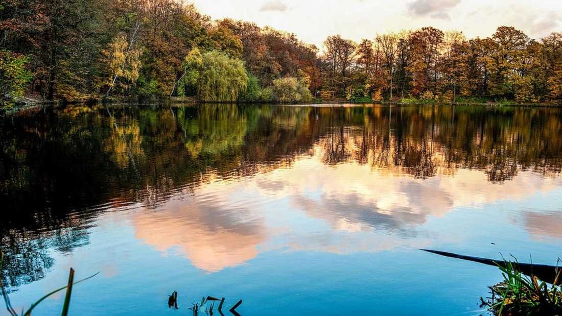 Cette forêt abrite plus de 260 espèces d'oiseaux, un record en Île-de-France