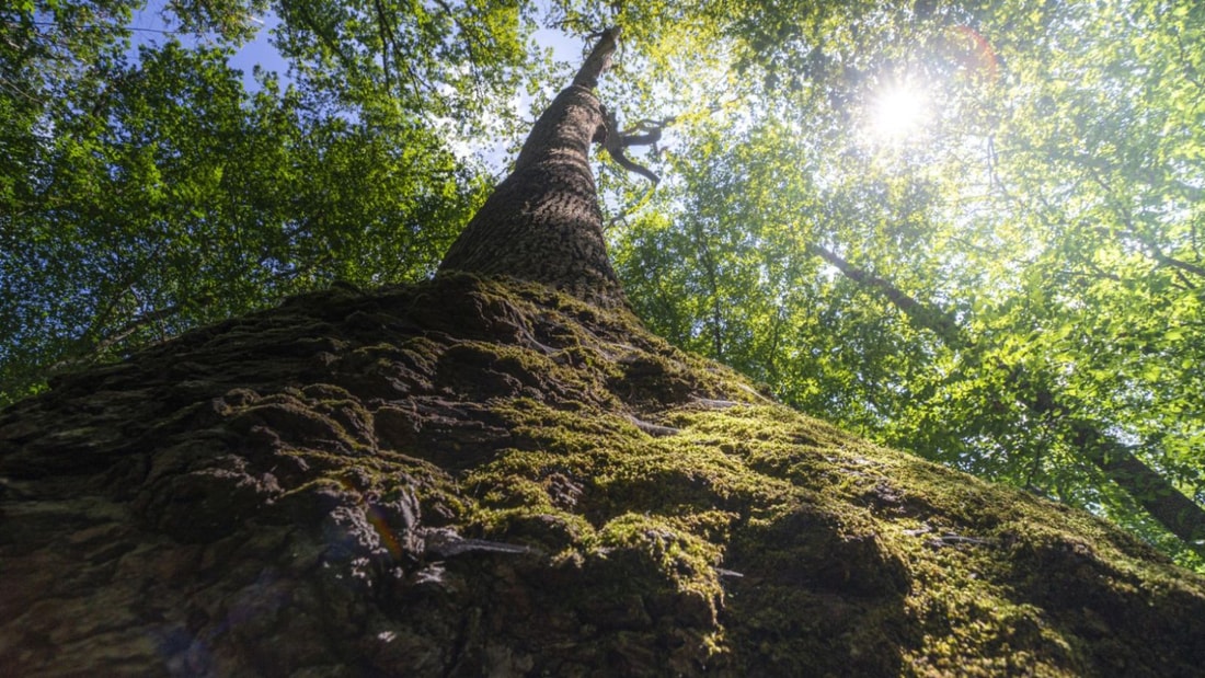 Cette forêt de 10 600 hectares abrite des chênes vieux de 390 ans