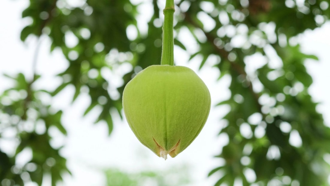 Ce fruit exotique est bourré de potassium, magnésium et calcium : le connaissez-vous ?