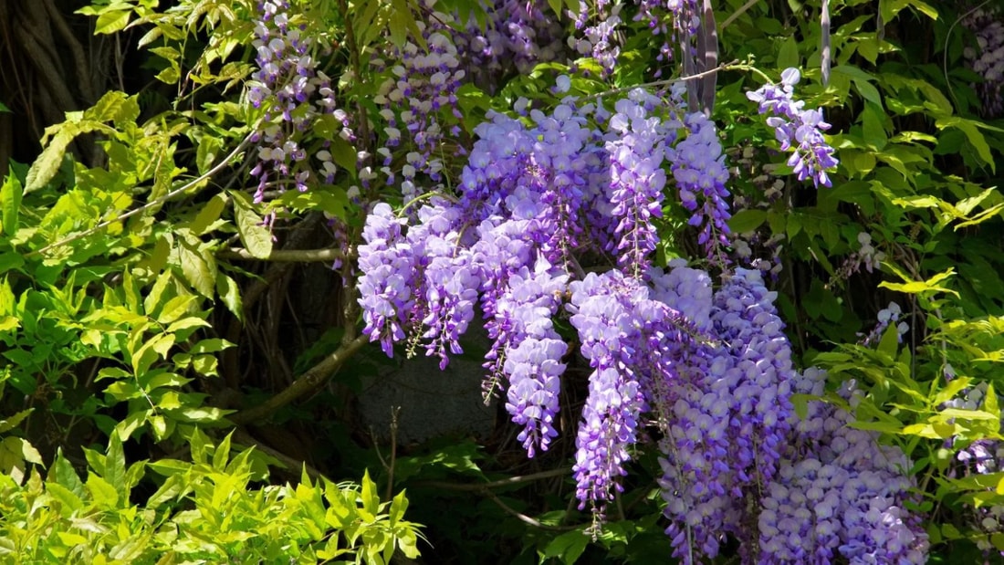 Cette fleur est un secret bien gardé des stars pour une booster leur collagène