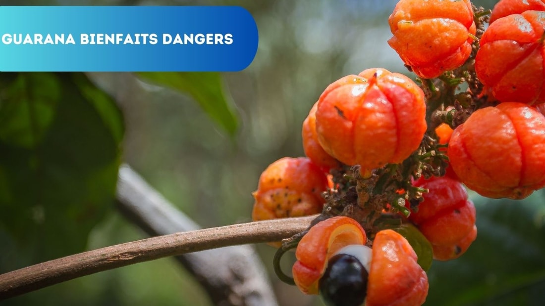 Guarana : Zoom sur ses Bienfaits Énergisants et les Dangers à Connaître