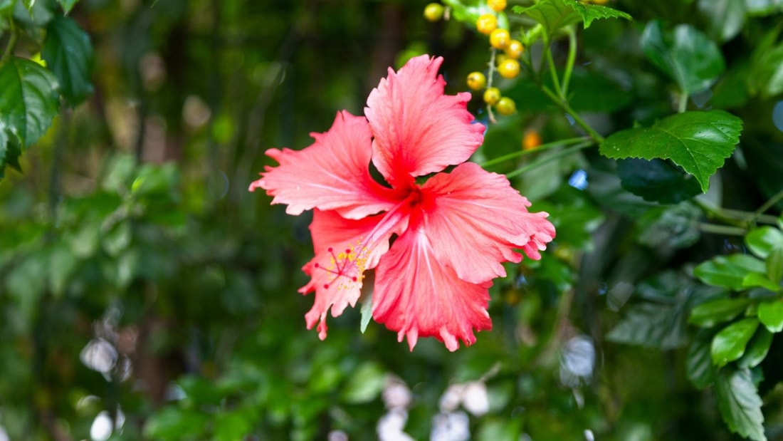 Les vertus cachées de l'hibiscus : 10 raisons de l'adopter au quotidien