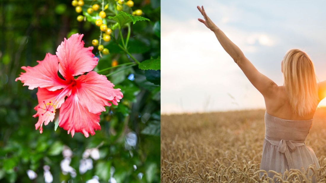 Comment cette fleur exotique peut-elle prolonger votre espérance de vie ?