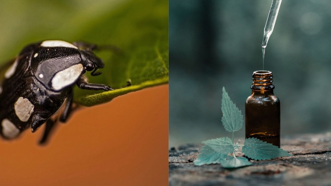 Cette essence odorante déroute les nuisibles et préserve vos récoltes