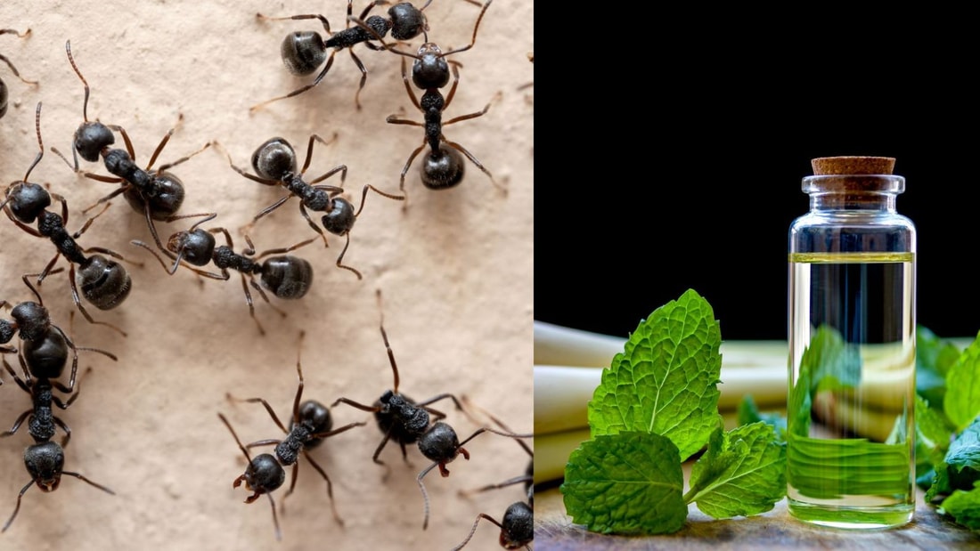 Le remède ancestral qui protège votre garde-manger des fourmis