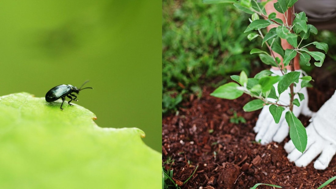 L'arme secrète des jardiniers bio contre pucerons, fourmis et cie