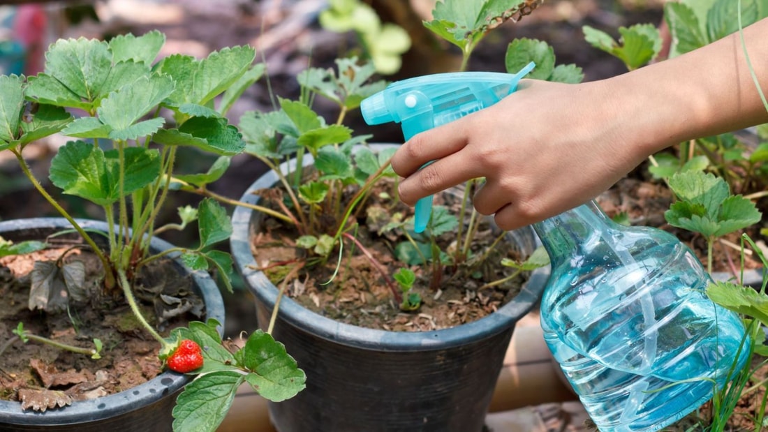 La solution naturelle qui fait le ménage parmi les indésirables du jardin