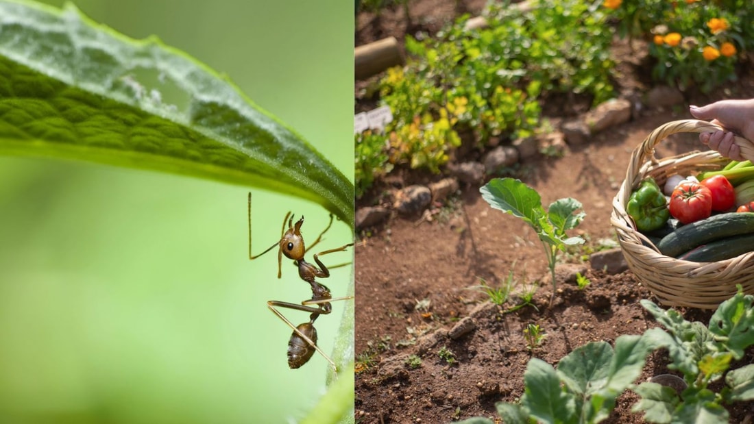 Le secret d'un grand chef pour des plantes sans parasites