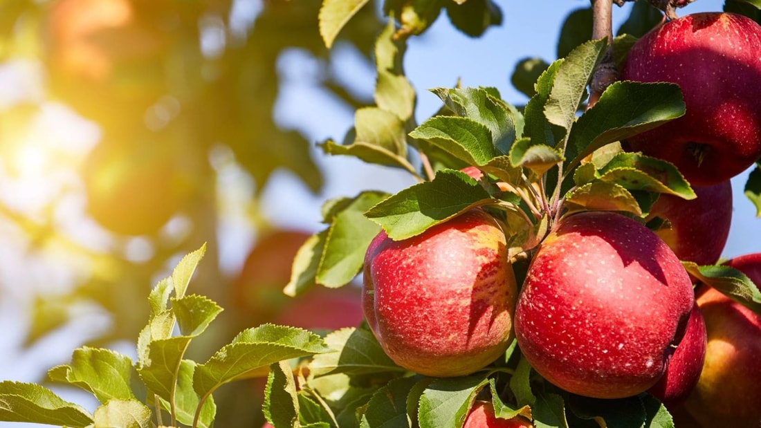 Mauvaise haleine chronique ? La solution naturelle qui marche dans 89% des cas