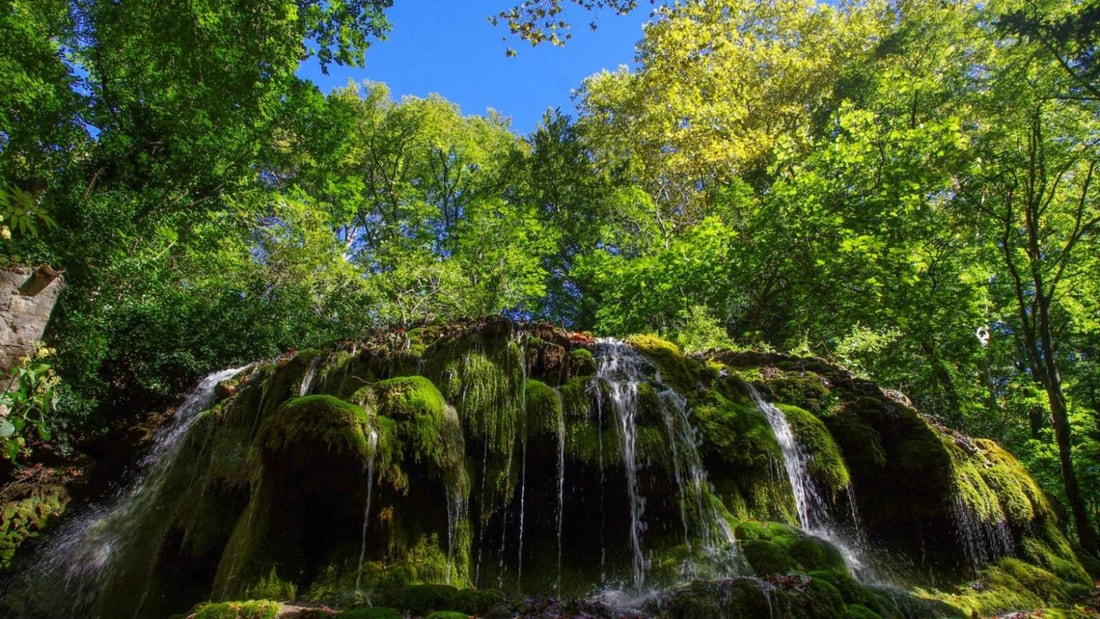 Cette forêt du Sud abrite des arbres du Nord grâce à son microclimat unique