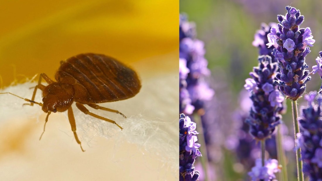 Comment cette fleur provençale peut vous débarrasser des punaises de lit