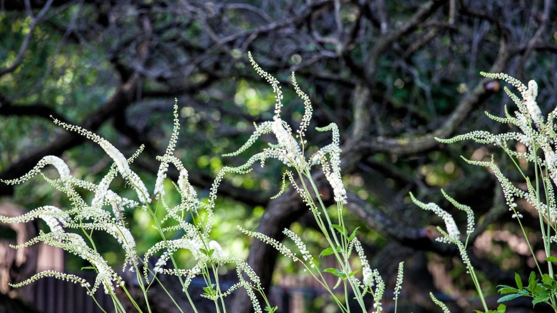 Maux de tête récurrents à la ménopause ? Essayez cette plante !