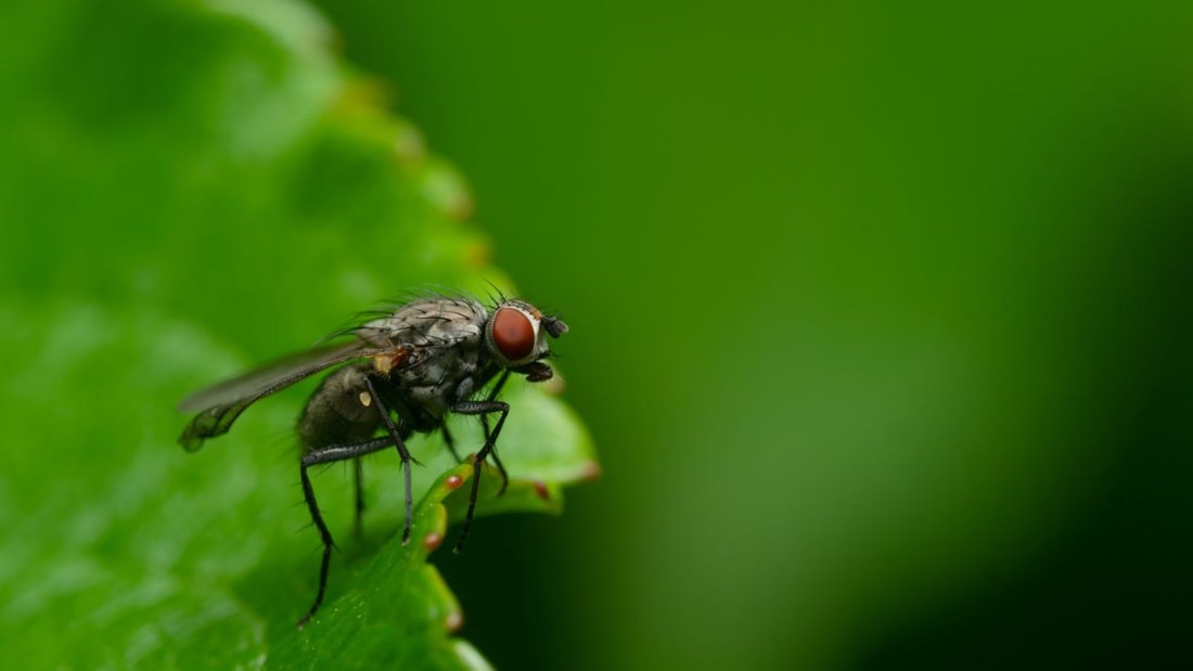 5 remèdes de grand-mère infaillibles contre les moucherons dans vos plantes