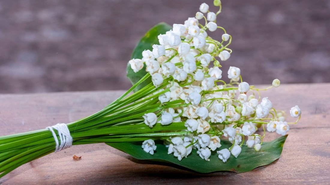 3 théories surprenantes sur l'origine du muguet du 1er mai