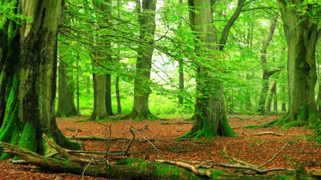 Dans quel parc national peut-on croiser un chat forestier et une cigogne noire ?