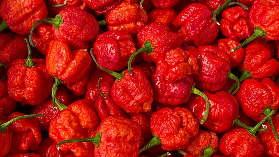 Le piment le plus fort au monde qui détrône le Carolina Reaper bientôt dans vos assiettes ?