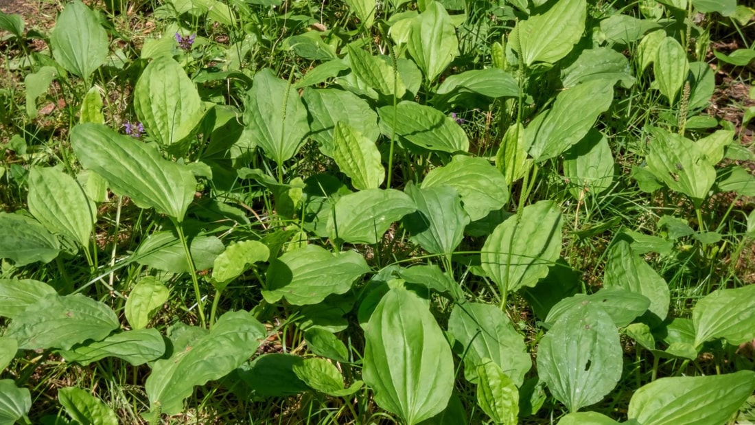 La plante surprenante qui murmure à l'oreille de vos intestins