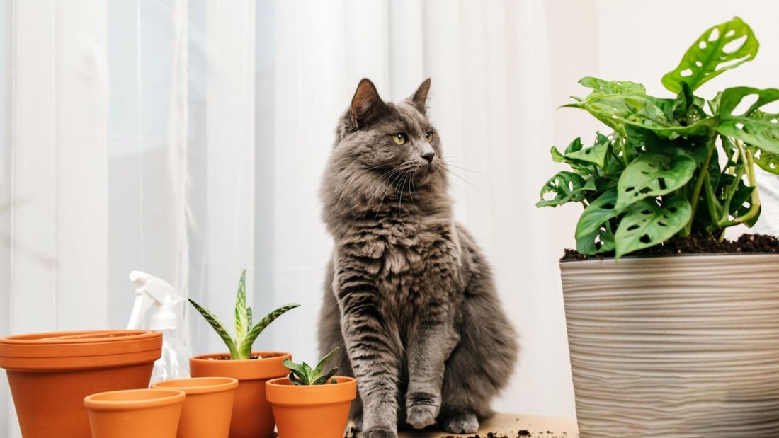 Ce que votre chat vous cache quand il mâchouille cette plante