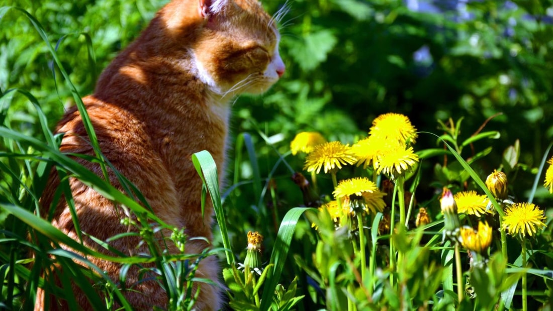 L'herbe qui transforme votre félin en boule de bonheur