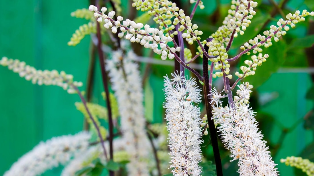 Cette plante médicinale régule l'humeur pendant la ménopause