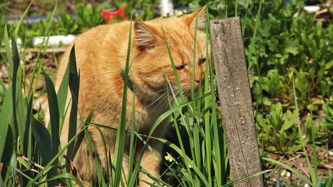 Ces plantes qui apaisent les chats mieux que les câlins