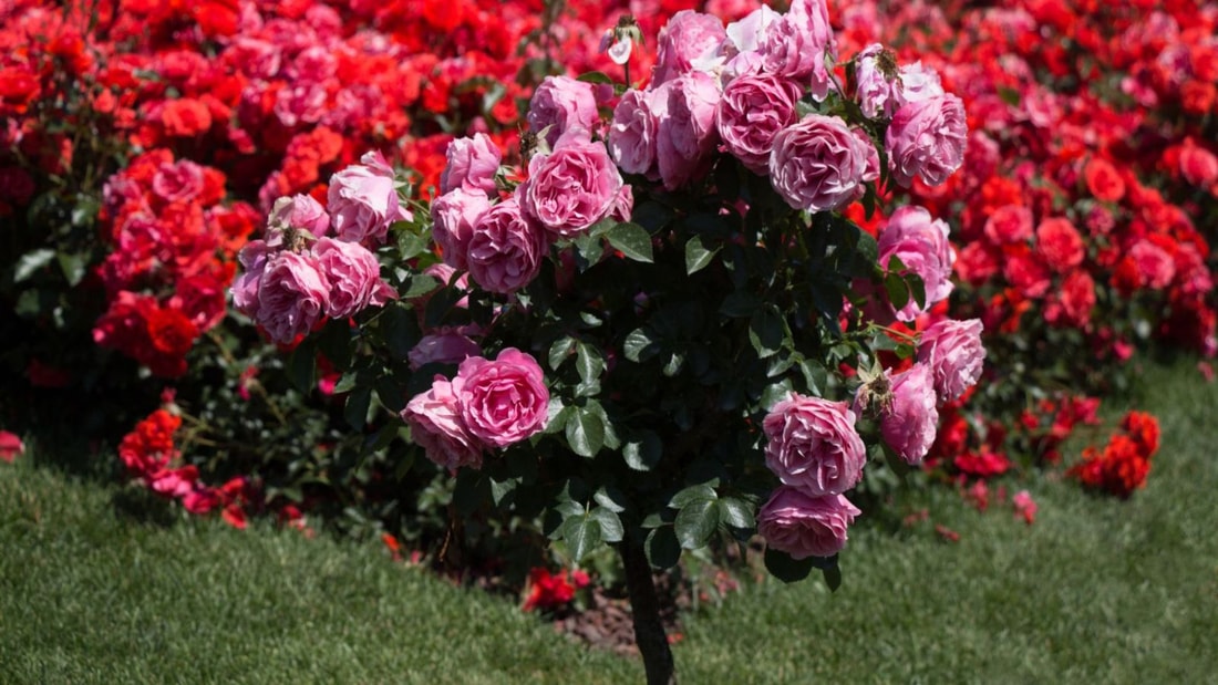 Les remèdes qui marchent vraiment pour dire adieu aux pucerons sur les rosiers