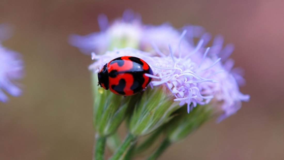 Coccinelles envahissantes ? Découvrez les remèdes de grand-mère qui marchent