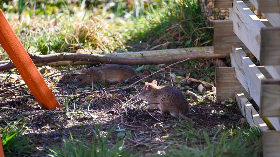 3 astuces infaillibles pour dire adieu aux rongeurs dans votre jardin cet été