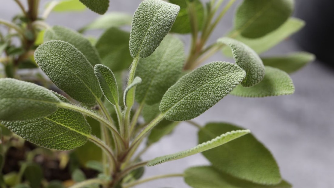 Ajoutez cette plante à vos tisanes pour soulager les bouffées de chaleur à la ménopause