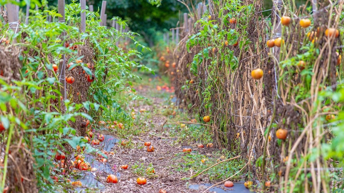 Marmande, une ville aux multiples facettes : bien plus que la capitale de la tomate