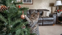 Les senteurs magiques qui gardent votre sapin de noël à l'abri de votre chat