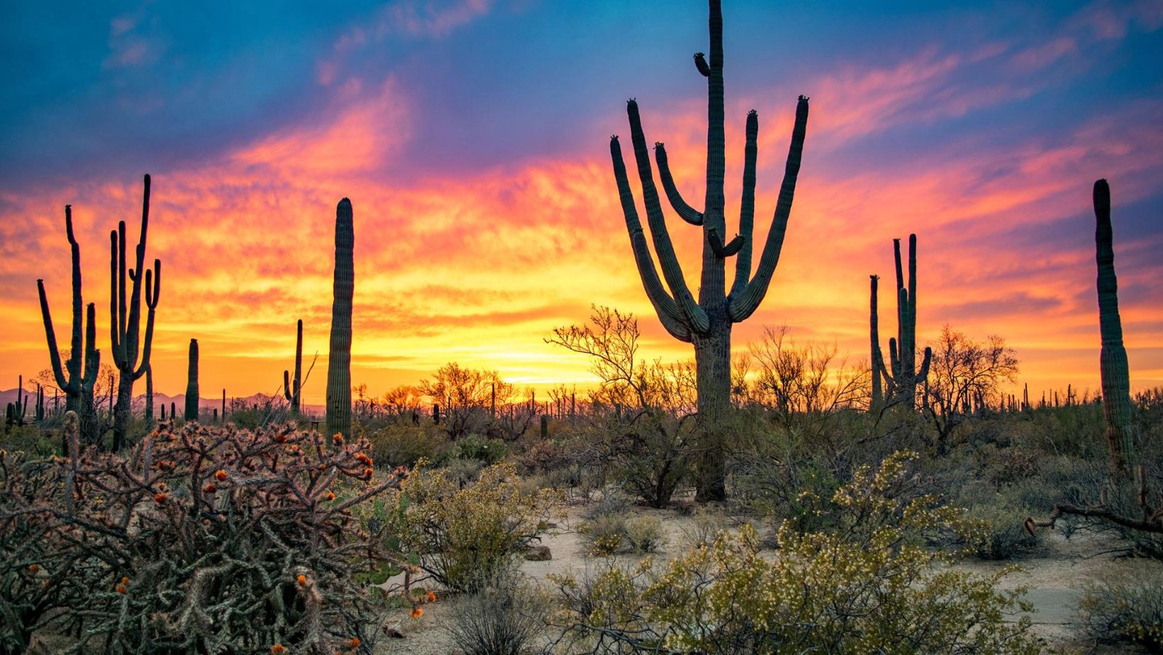 Saguaro National Park