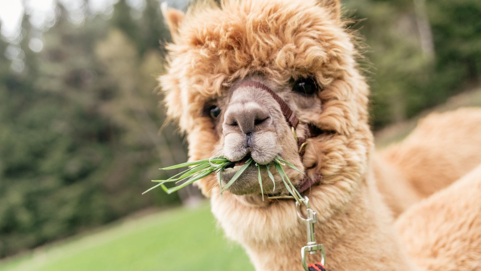 Alpaca day