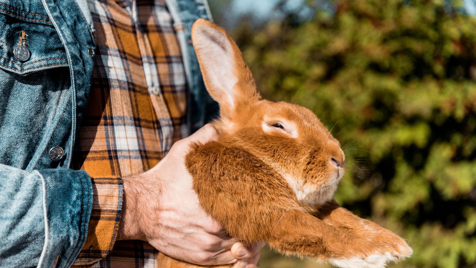 International Rabbit Day