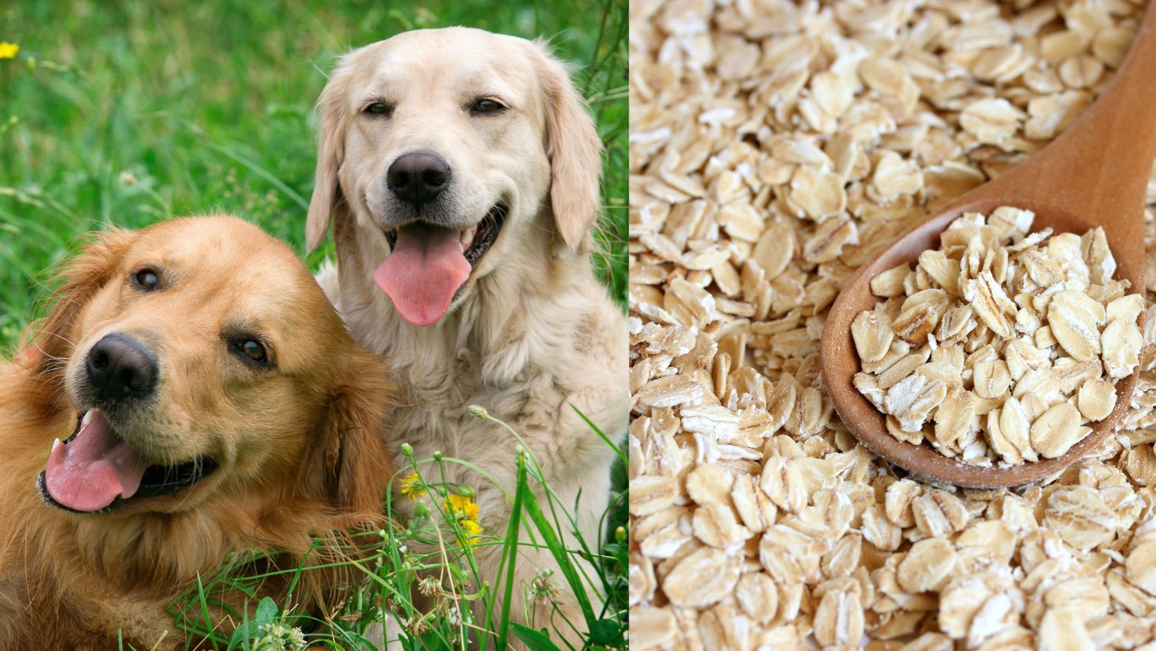 5 natural remedies for dog allergies the 2 is the best