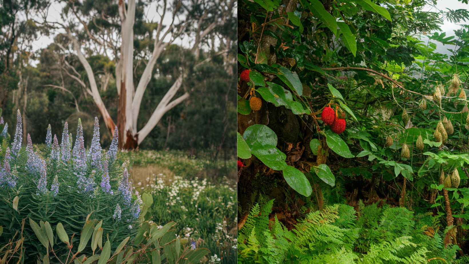 This place holds more medicinal plants than any other Australian forest