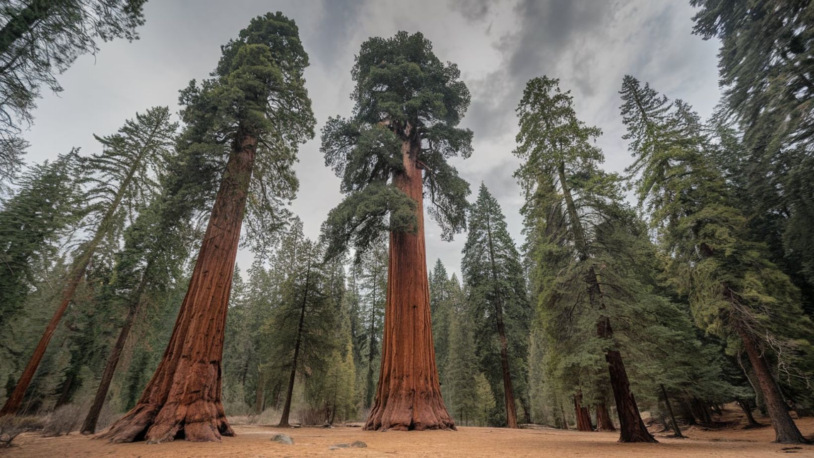 forest sequoia