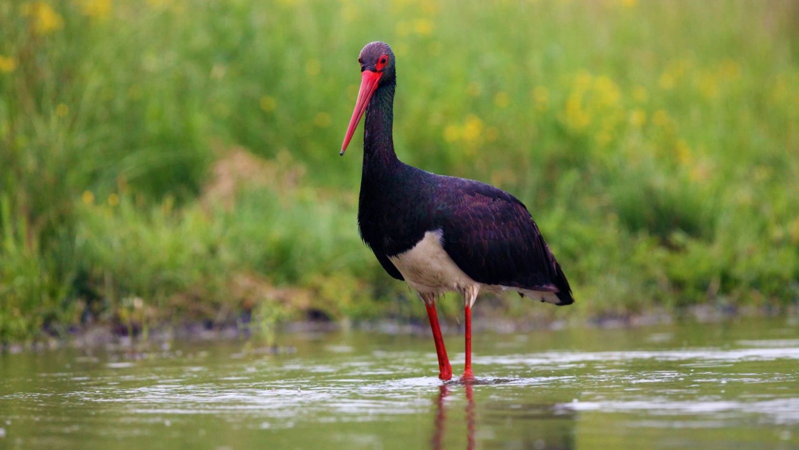 Cet oiseau rare français construit des nids de 250 kg à 20 mètres de haut