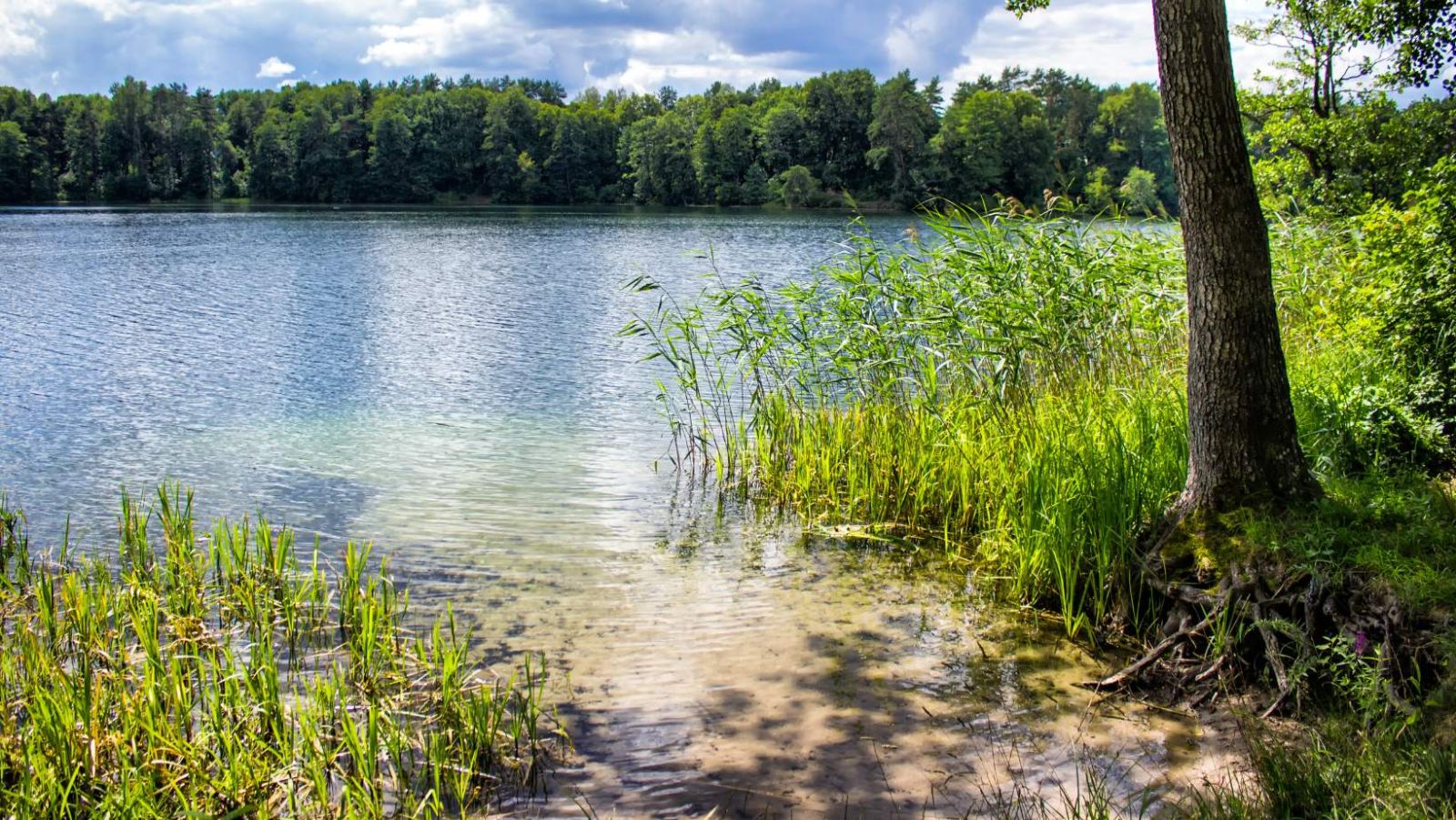 Les étangs de la Sarthe à ne pas manquer pour chiller au bord de l'eau