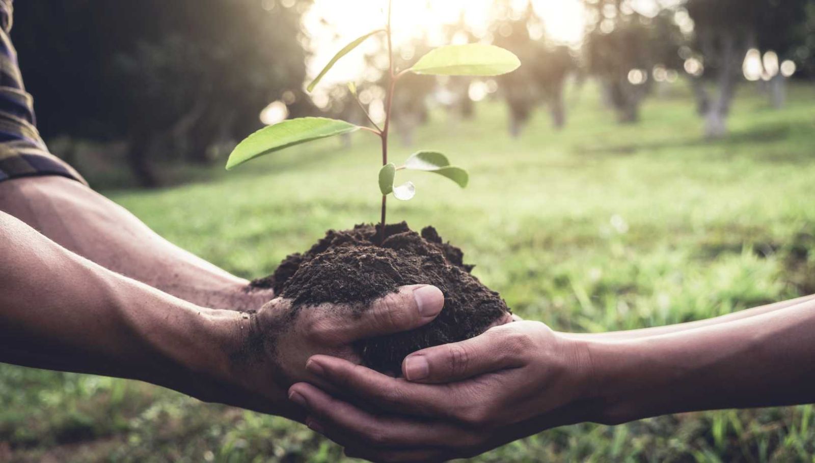 Jardin d'hiver : les secrets bien gardés de nos grands-mères enfin révélés