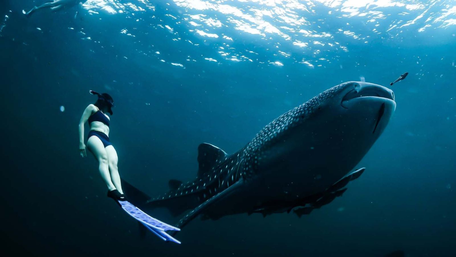 Nagez avec des requins-baleines de 18 mètres en Australie