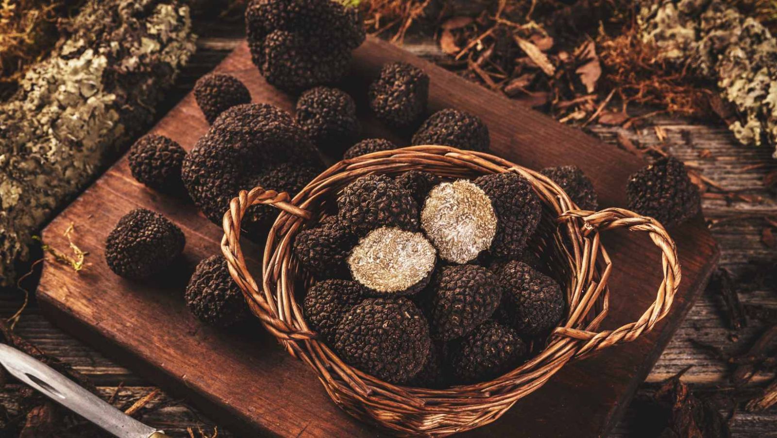 80% de la truffe noire française provient de l'Aude et ses environs, à déguster dans 437 villages