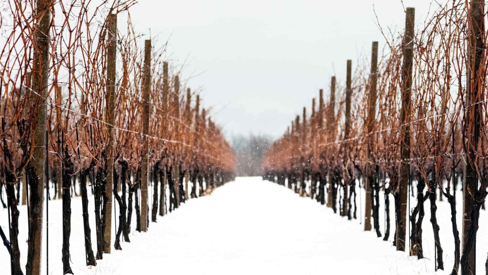 Grand Est : 15 700 hectares de vignobles sous la neige en janvier