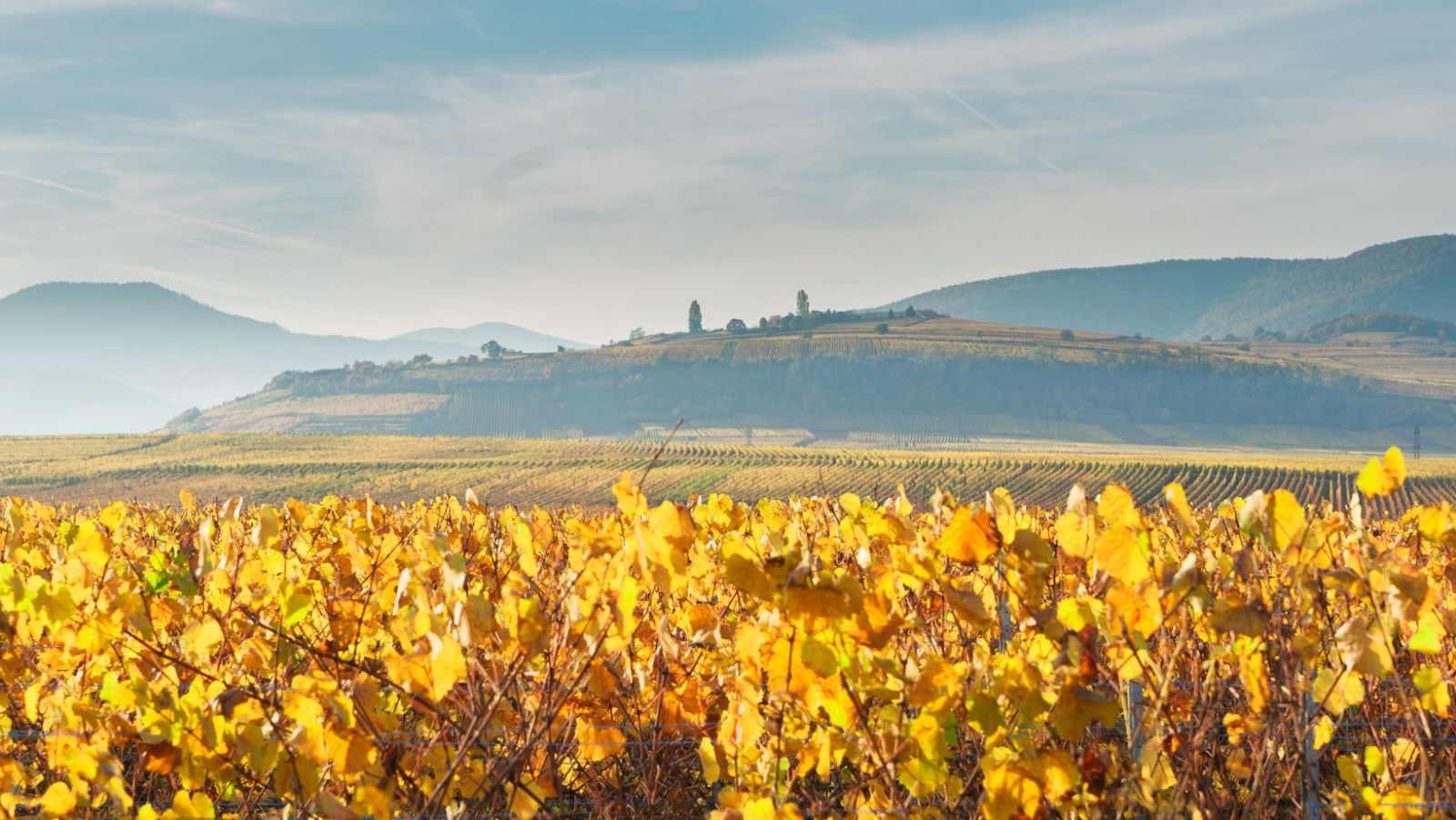 7 cépages et 2000 ans d'histoire : voyage au cœur des villages viticoles d'Alsace