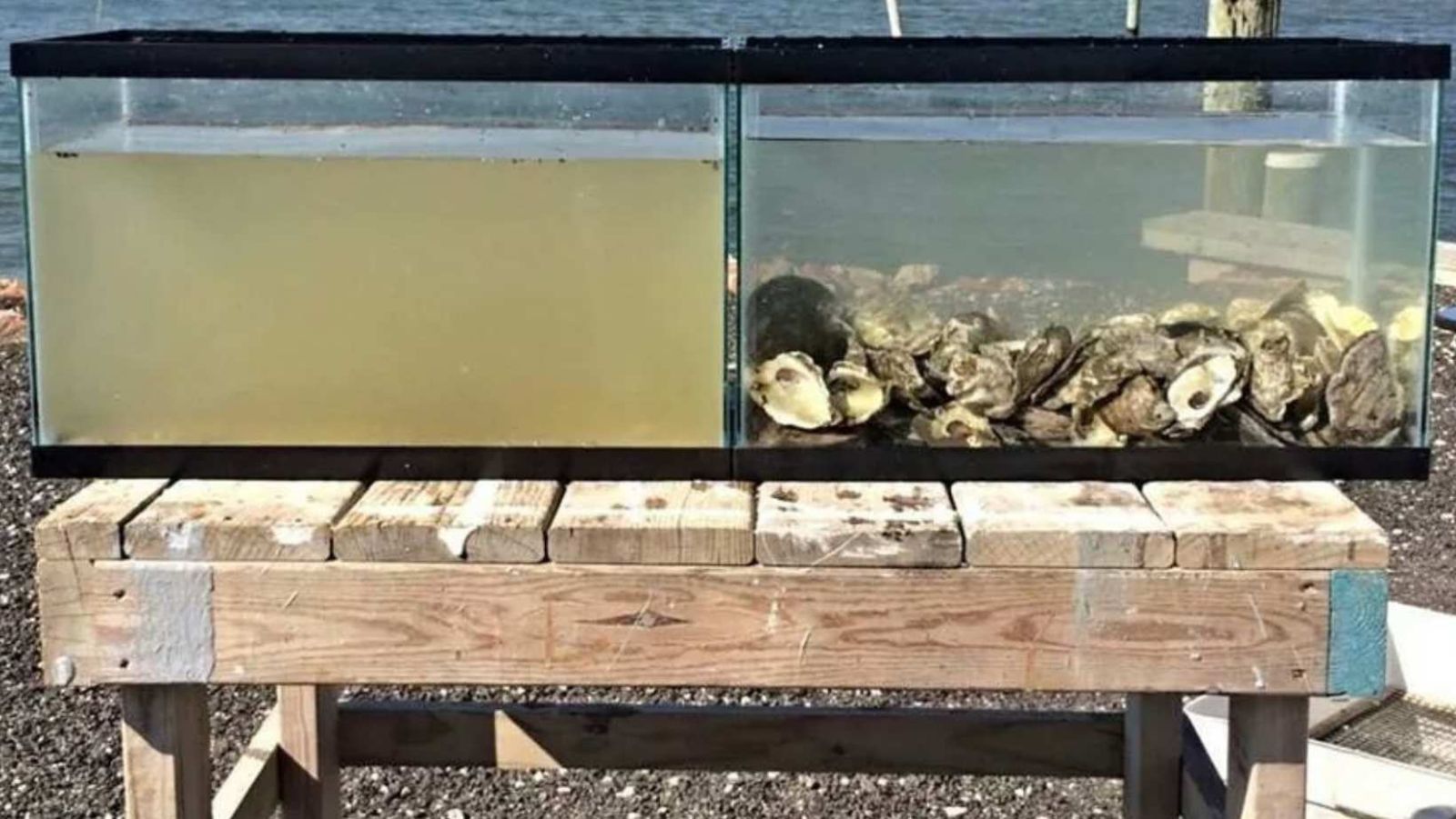 11 millions d'huîtres déversées dans la Seine pour purifier l'eau avant les JO