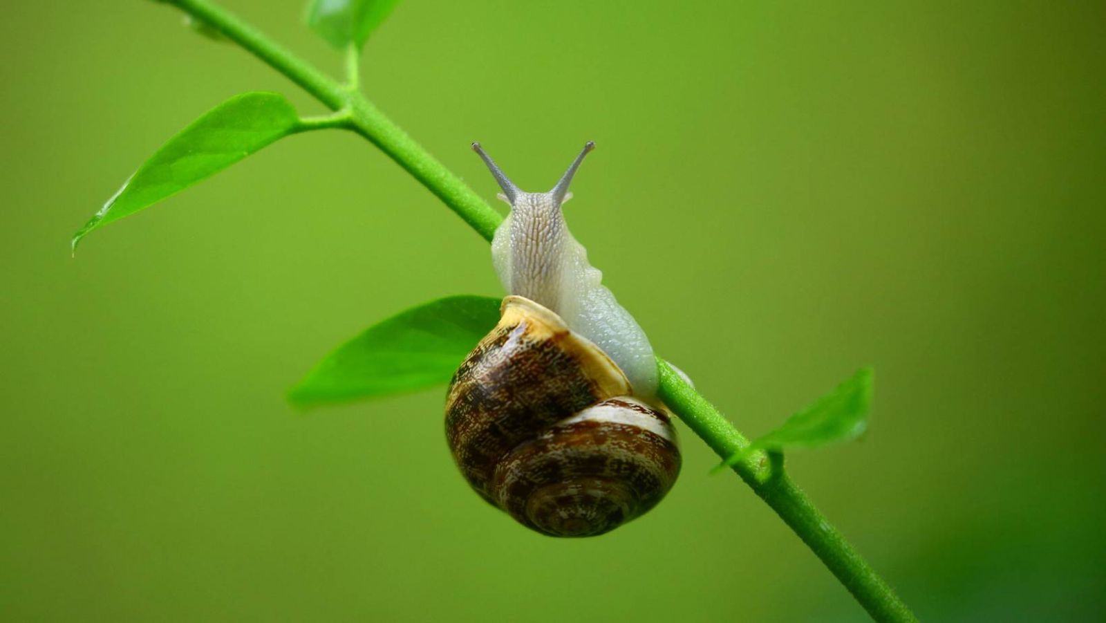 Invasions d'escargots : les solutions naturelles les plus puissantes