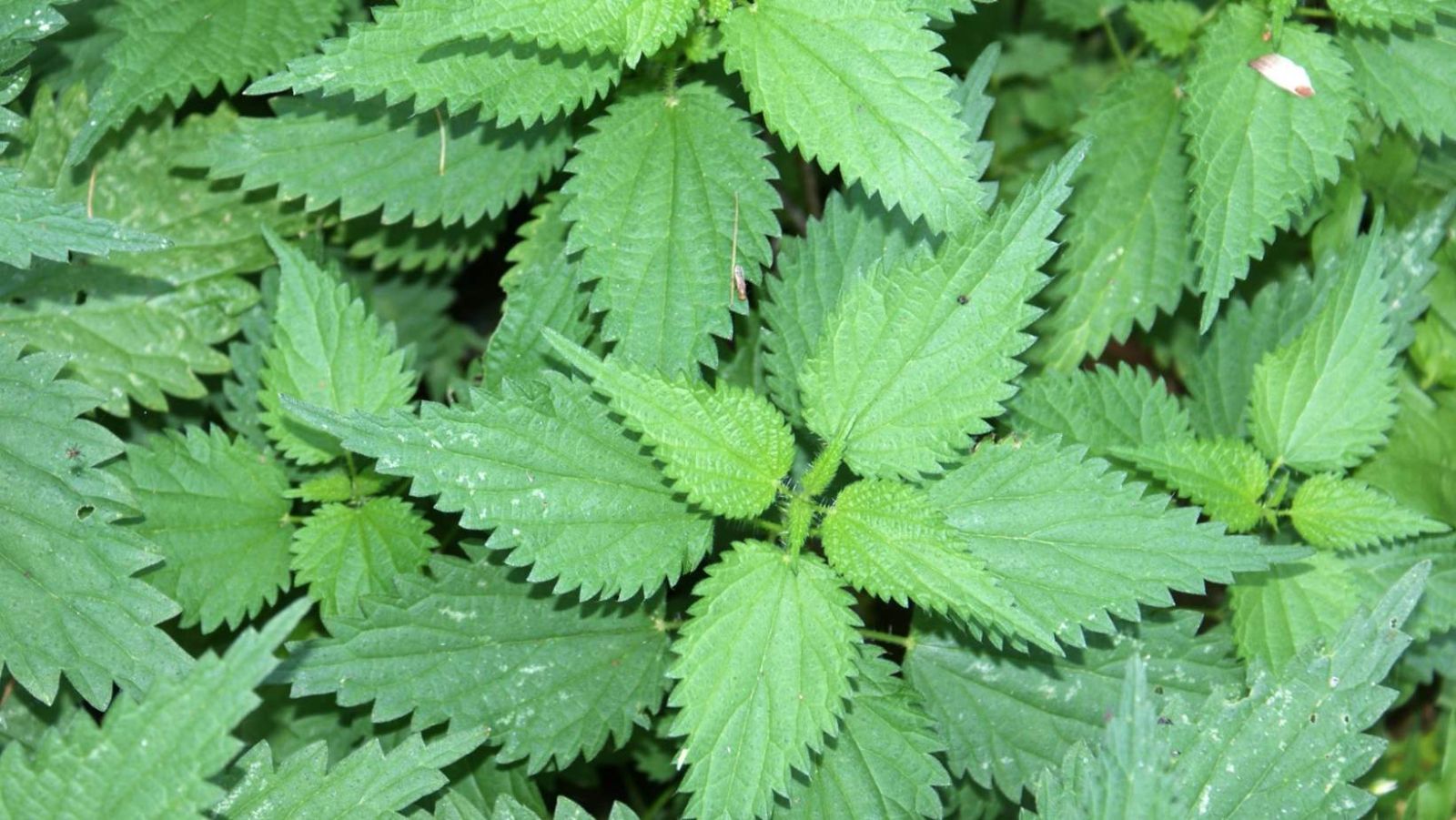 Doublez la pousse de vos cheveux avec cette plante banale que vous avez sûrement dans votre jardin