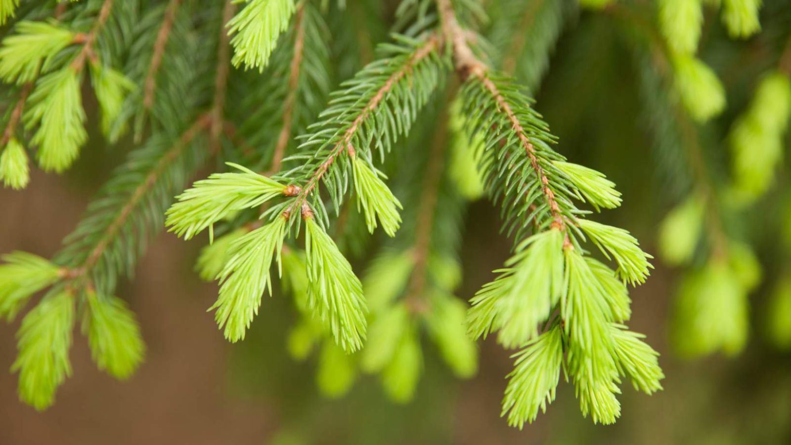 Réduisez l'inflammation pulmonaire de 30% en 3 semaines avec ce nectar des forêts